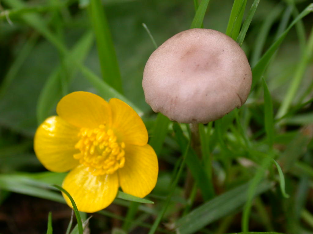 Panaeolina foenisecii